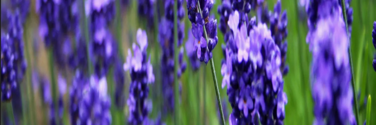 image-installateur-carport-solaire-grasse.webp Image Installateur carport solaire Grasse